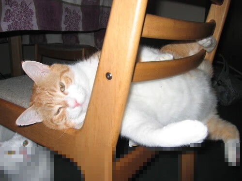 新加坡队赛制透视:通过战术优化提升对抗强敌的胜算,新加坡杯